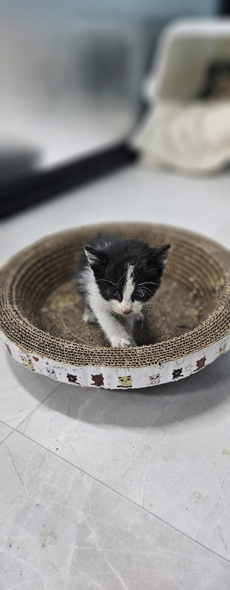 보호중 한국 고양이…